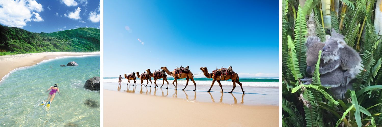 Swimming, camels and koalas near Shelly Beach Resort